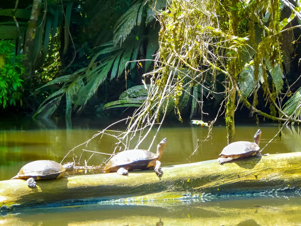 Tortuguero-endroits-a-visiter-costa-rica
