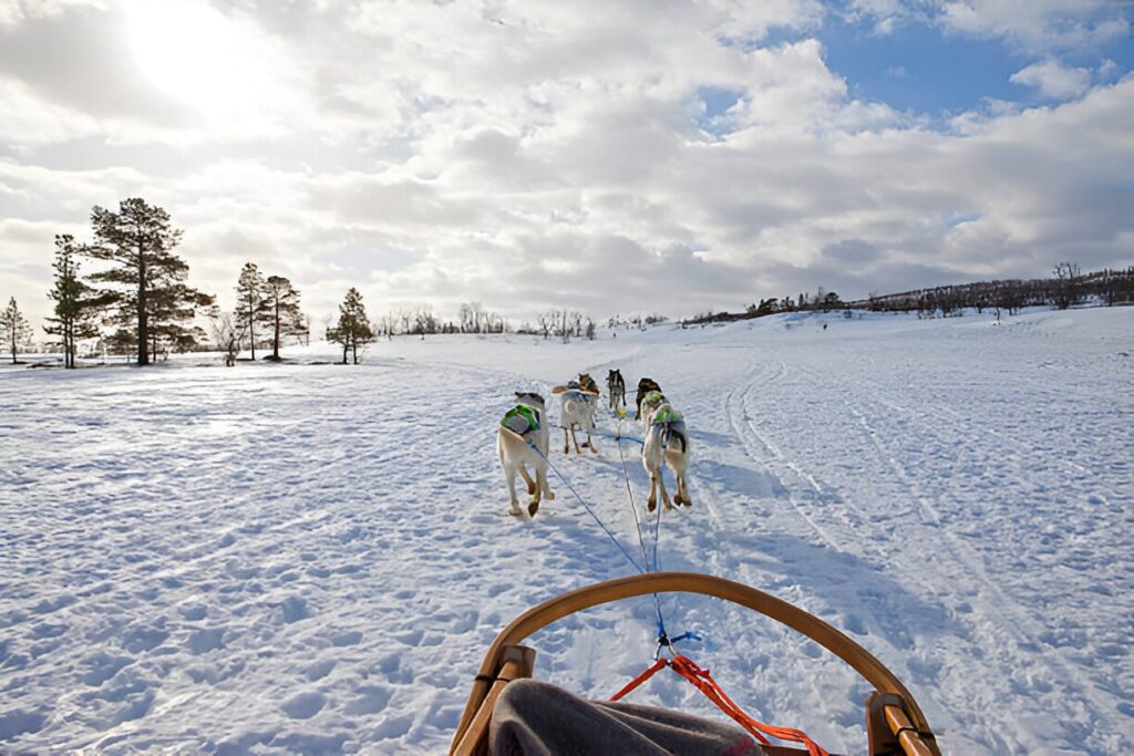 Huskies tromso