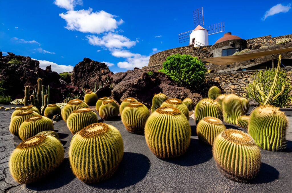 jardin cactus