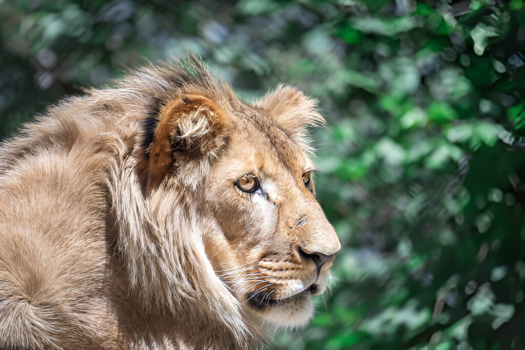 Parc serviron lac Léman