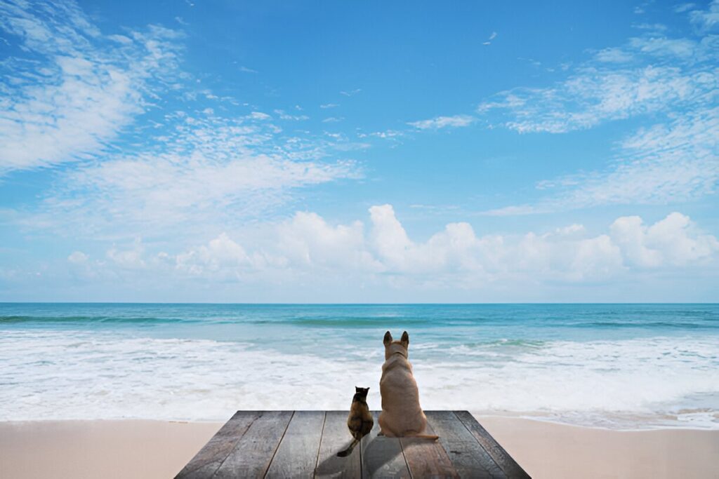 PARTIR EN VACANCES VOYAGE avec un chien ou un chat
